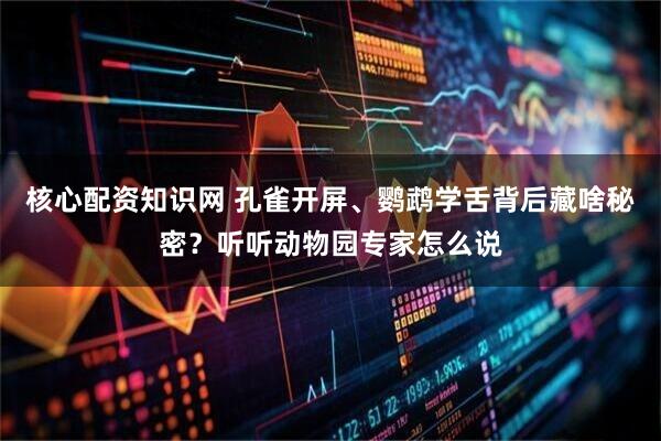 核心配资知识网 孔雀开屏、鹦鹉学舌背后藏啥秘密？听听动物园专家怎么说