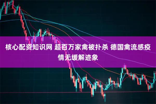 核心配资知识网 超百万家禽被扑杀 德国禽流感疫情无缓解迹象